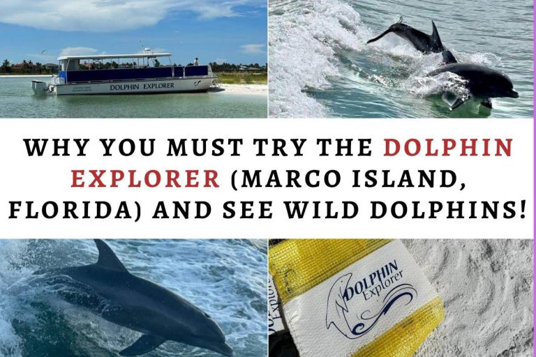 Why you MUST try the Dolphin Explorer (Marco island, Florida) and see wild dolphins!