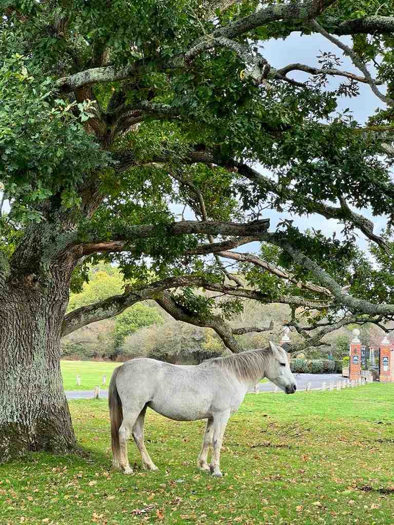 White Pony at New Forest, Hampshire